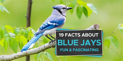 facts about the blue jay bird